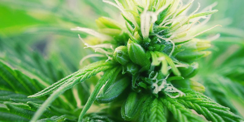 ¿Qué Son Las Plantas De Marihuana Hermafroditas?