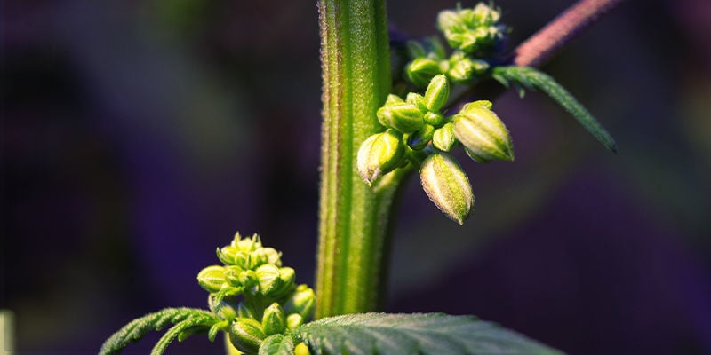 Cómo Identificar Las Plantas De Marihuana Macho Y Hermafroditas