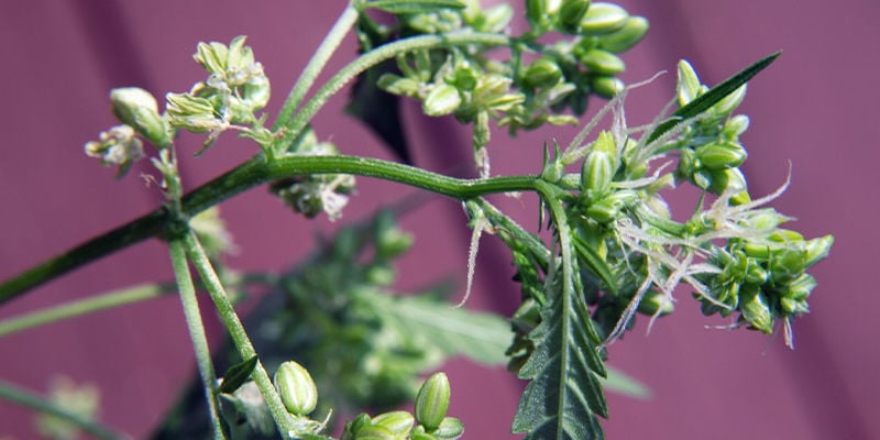 Dónde Buscar Señales De Plantas De Marihuana Macho O Hermafroditas