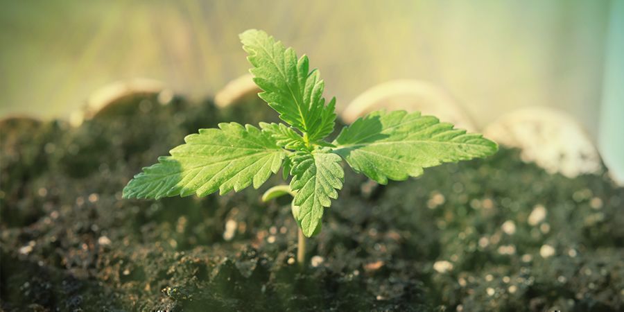 CÓMO CULTIVAR LA WHITE RUSSIAN