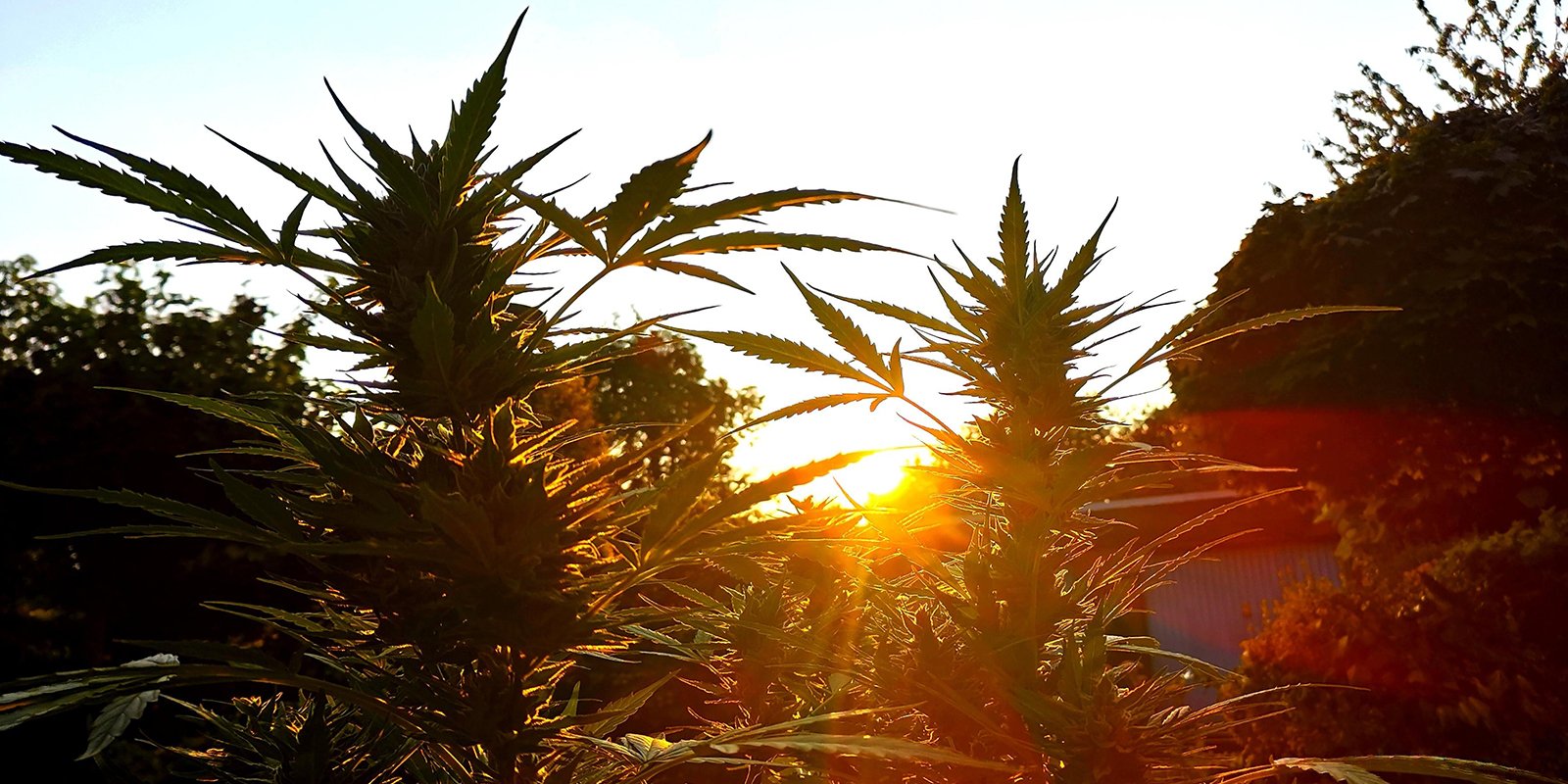 Cultivar al aire libre nunca fue tan fácil