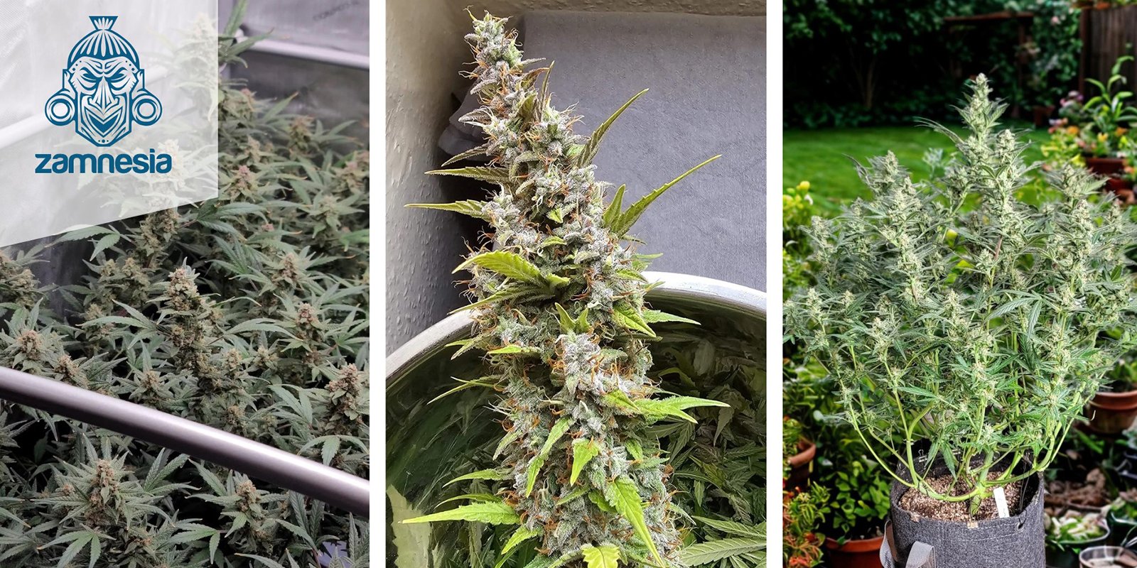 Tropicana Cookies Autoflower: Zamnesia Seeds Tropicana Cookies Autoflower: Zamnesia Seeds