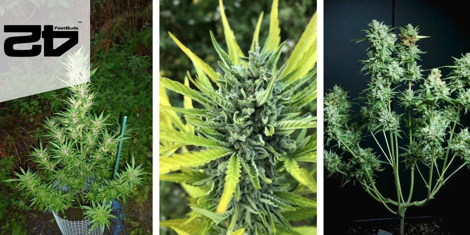 Wedding Cheesecake Auto: FastBuds Wedding Cheesecake Auto: FastBuds