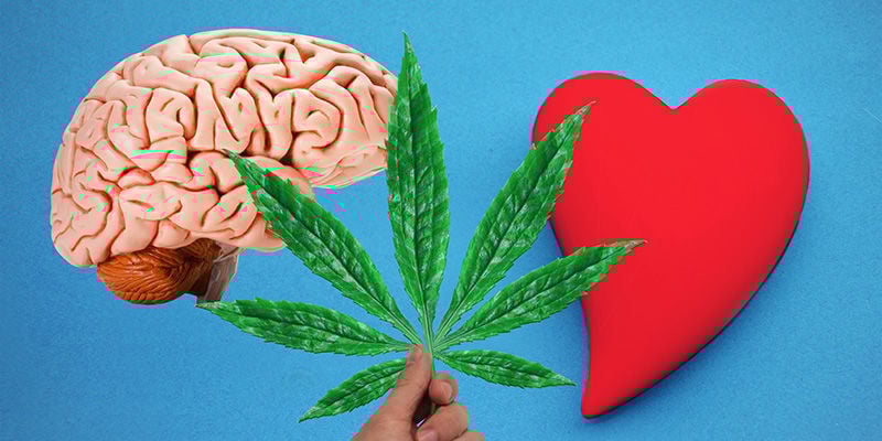 Cannabis: De La Sangre Al Cerebro
