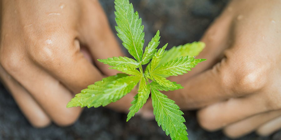 Cultivar Marihuana En Suelo