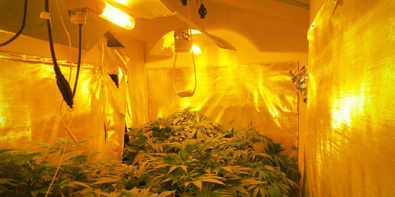 ¿Qué Son Las Luces De Cultivo HPS?