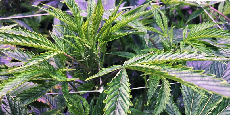 Contras De La Luz UV Para Las Plantas De Cannabis
