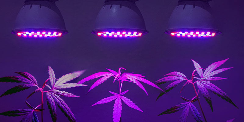 ¿Necesitas Luces UV Específicas Para El Cannabis?