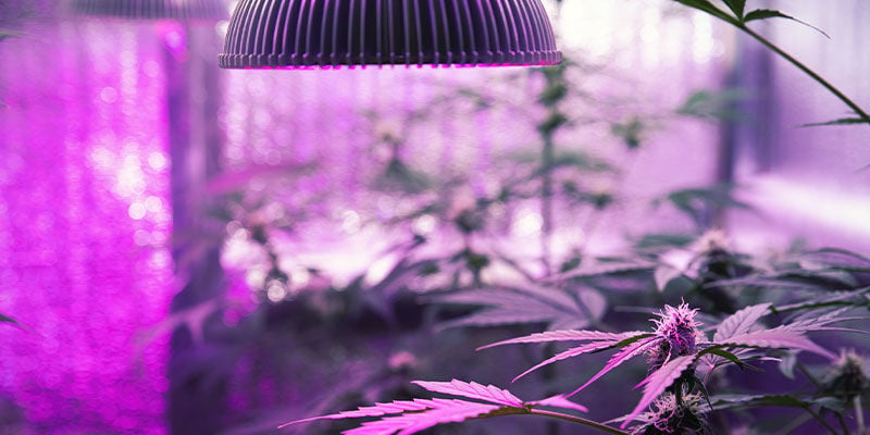 Cómo Iluminar Las Plantas De Marihuana Con Luz UV