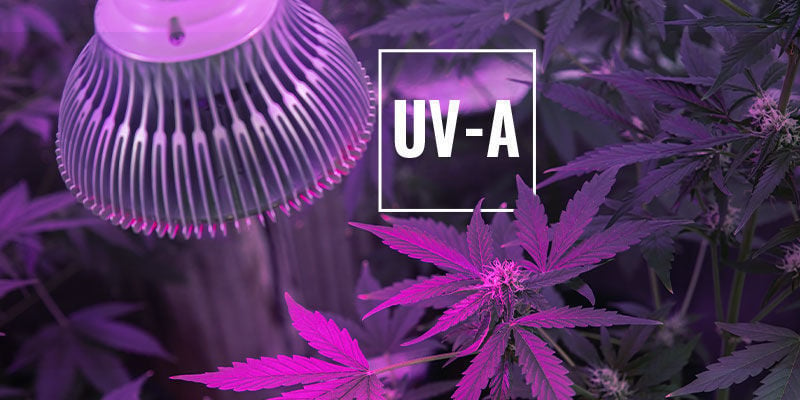 UV-A