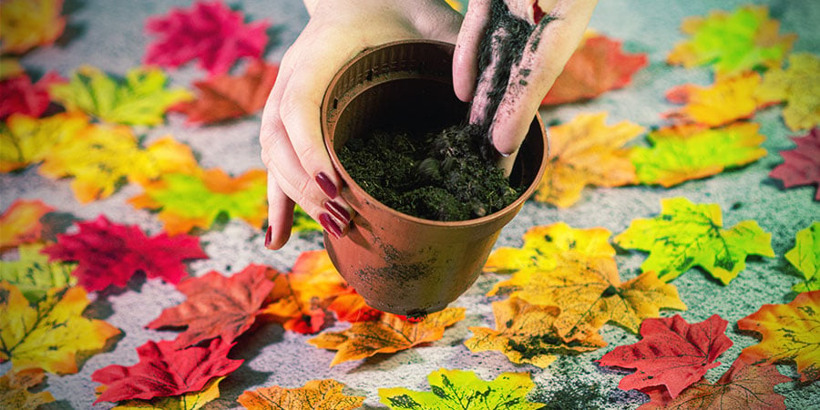 Llena Las Macetas Con El Medio De Cultivo