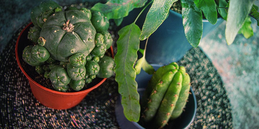 Cultivar Cactus De Mescalina A Partir De Semillas: Conclusión