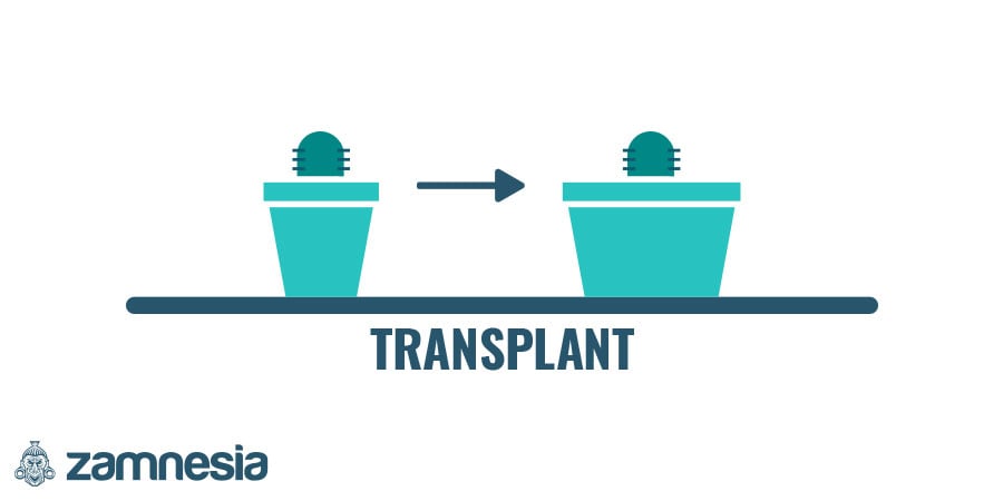 Trasplanta Los Cactus Tras Un Mínimo De Cinco Meses De Cultivo