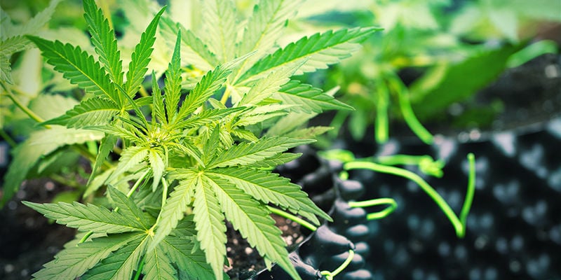 Mega Cogollos De Marihuana: Empezar Y Dejar De Usar Sílice Con Cannabis