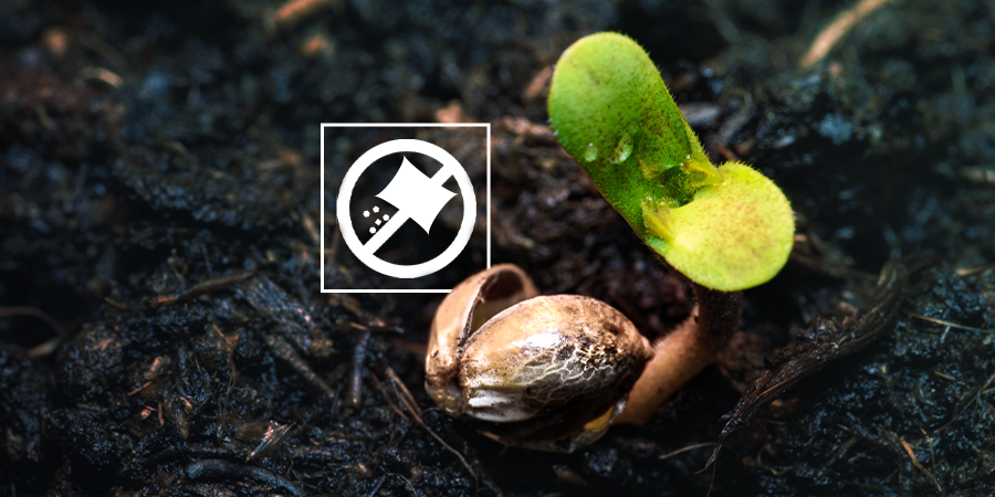 No Fertilices Las Plántulas De Cannabis