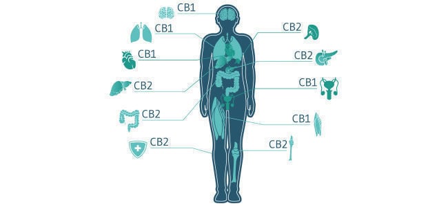 ¿Cómo Interactúa El CBD Con El Sistema Endocannabinoide?