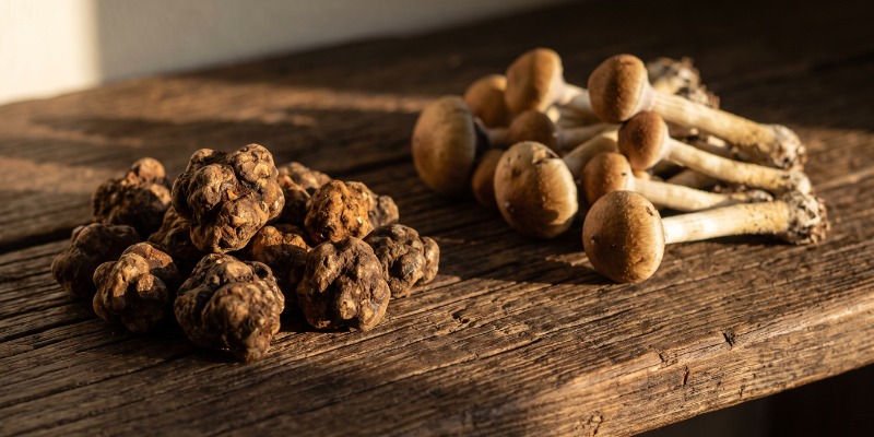 Trufas m&aacute;gicas frente a setas alucin&oacute;genas