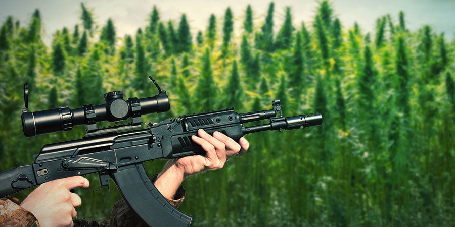 CÓMO CULTIVAR LA AK-47