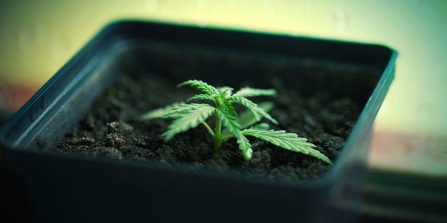 Cultivo Cannabis En Tiestos