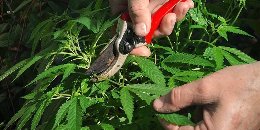 Defoliación Del Cannabis: Todo Lo Que Hay Que Saber