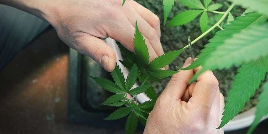 Desrame Plantas De Marihuana