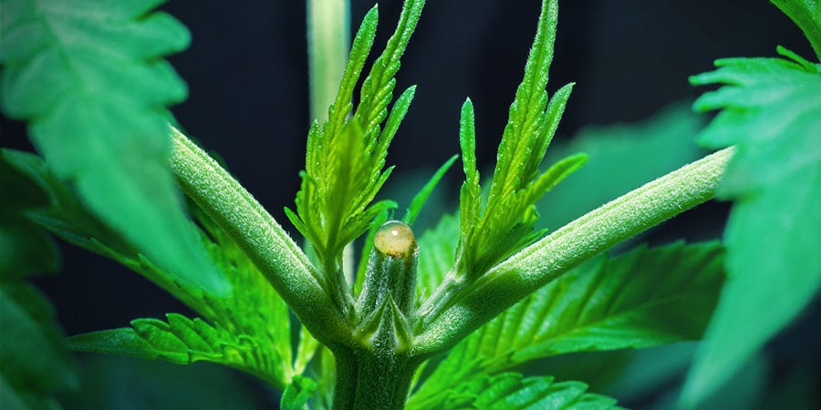 ¿Cómo Aplicar El Topping A Las Plantas De Marihuana?
