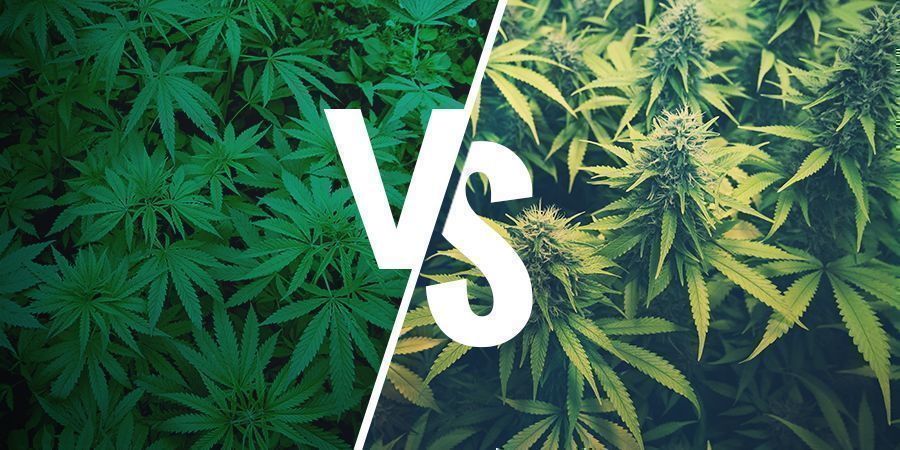 ¿QUÉ ES EL CÁÑAMO Y EN QUÉ SE DIFERENCIA DE LA MARIHUANA?