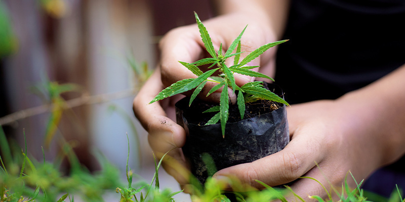 Aprende a cultivar marihuana de calidad desde el principio