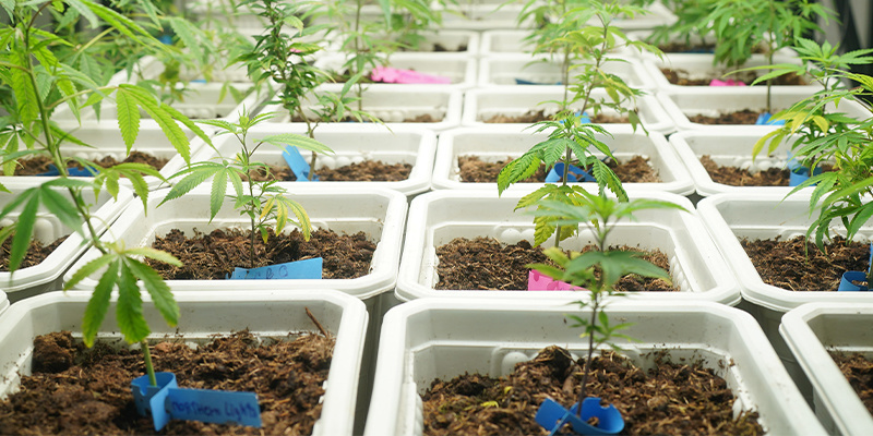 Consejo nº 2: Crea las condiciones de cultivo perfectas desde el principio