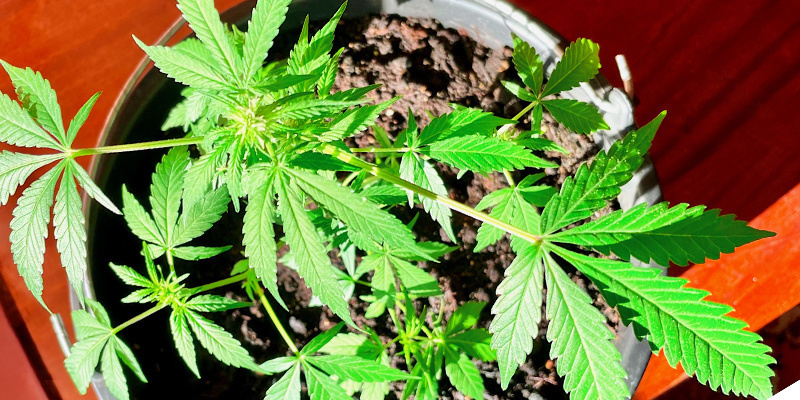 Consejo nº 3: Elige el lugar adecuado para cultivar hierba