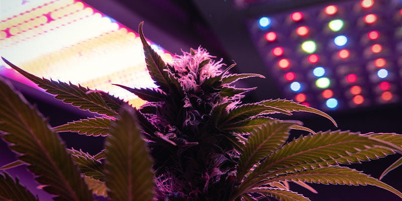 Espectro Lumínico Para La Fase De Floración Del Cannabis