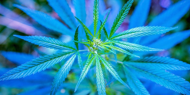 Espectro Lumínico Para La Fase Vegetativa Del Cannabis
