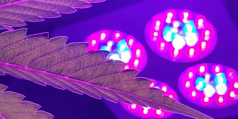¿Qué Luz De Cultivo Tiene El Mejor Espectro Lumínico Para El Cannabis?