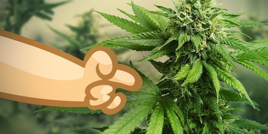 Usa Una Variedad De Marijuana Sativa Para Aumentar La Presión Sanguínea