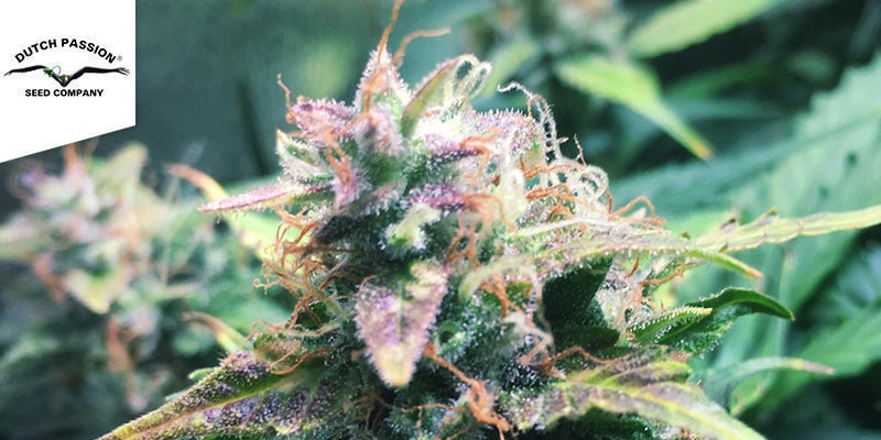 Auto Glueberry OG Feminized (Dutch Passion)