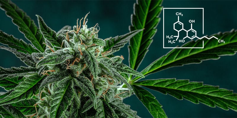 6. La Marihuana Contiene Más CBD Que THC