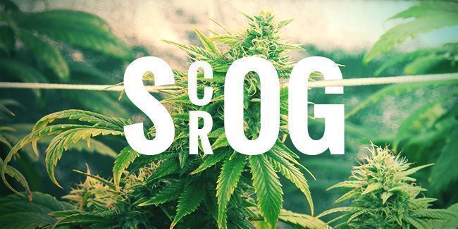 CULTIVO CON MÉTODO SCROG