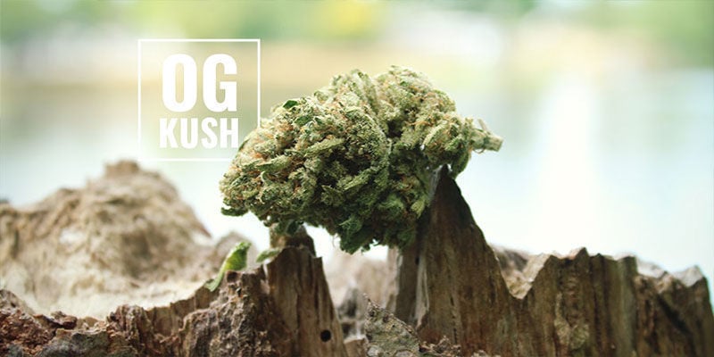 OG Kush Marihuana: ¿Qué Significa OG?