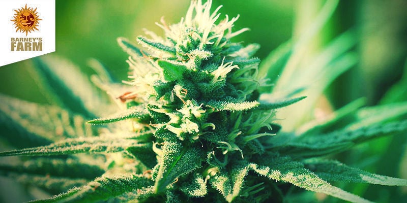 Blueberry Cheese (Barney’s Farm)