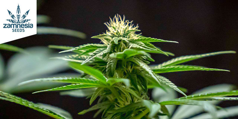 Choco Haze Zamnesia Seeds