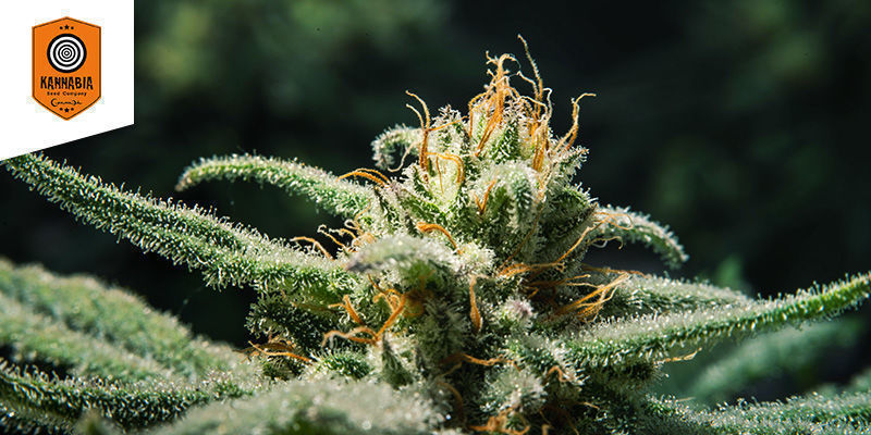 Candida (CD-1) (Medical Marijuana Genetics)