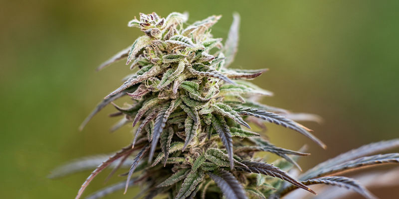 Cómo elegir la variedad rica en CBD más adecuada para ti