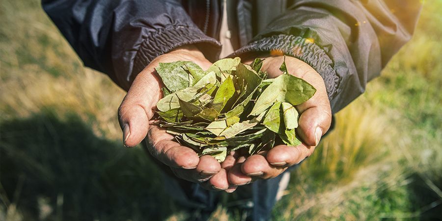 EFECTOS PARA LOS CULTIVADORES GUERRA CONTRA LAS DROGAS