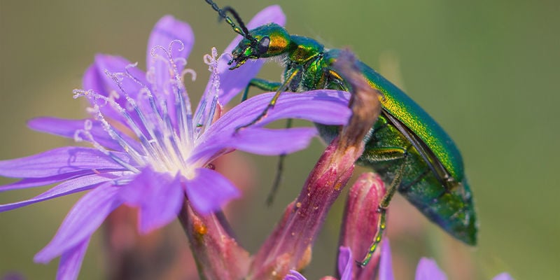 Mosca Española