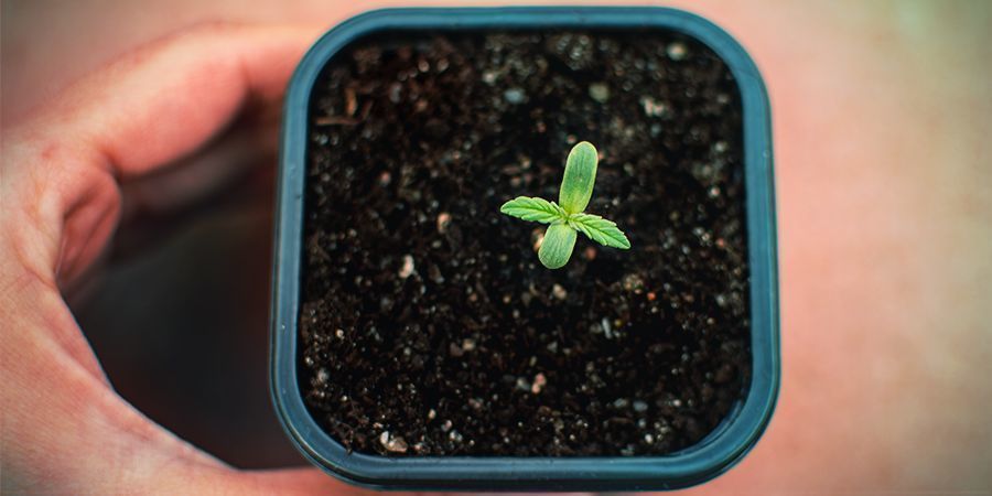 Impacientarse Durante La Germinación