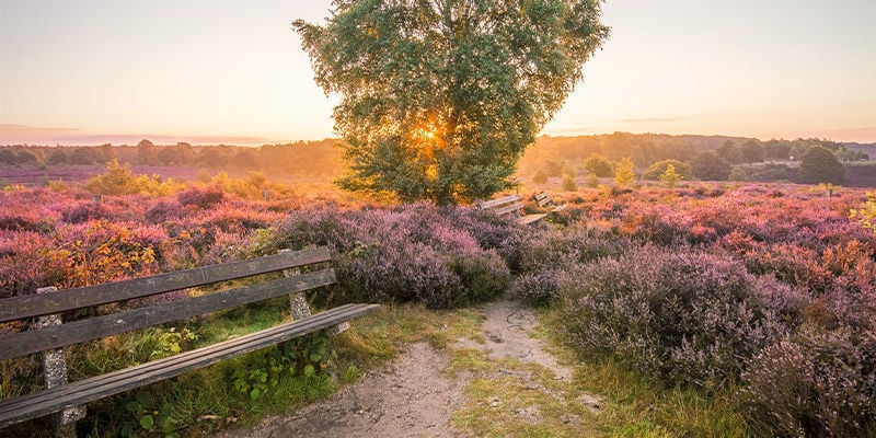 HOGE VELUWE