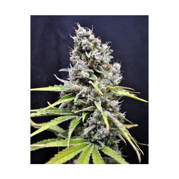 CBD Crew Skunk Haze CBD Crew Skunk Haze