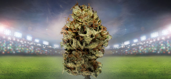 Bruce Banner Cannabis