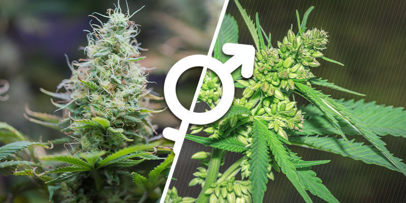 Fundamentos Básicos Sobre El Sexo De Las Plantas De Marihuana