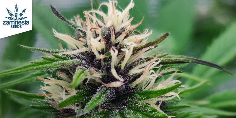 Blue Dream (Zamnesia Seeds) feminizada